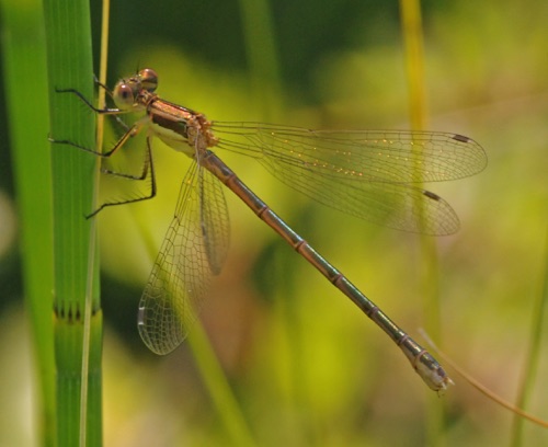 Female
11 July 2013  Saskatchewan, CA